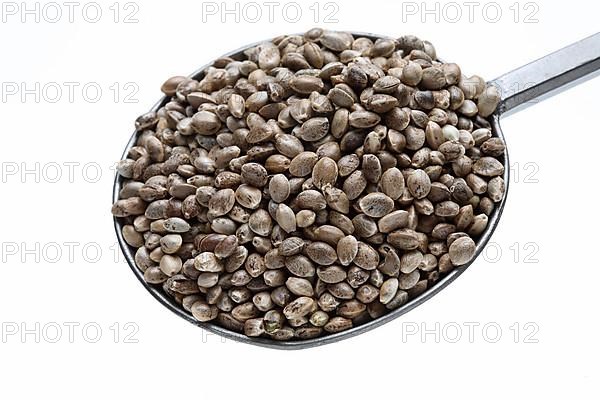 Hemp seeds or hemp nuts, Canabis sativa