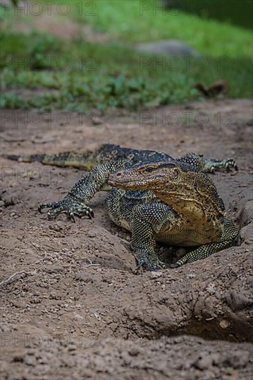 Monitor lizard,