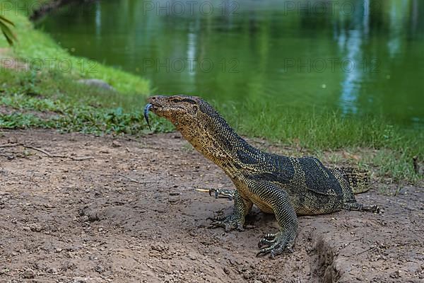 Monitor lizard,