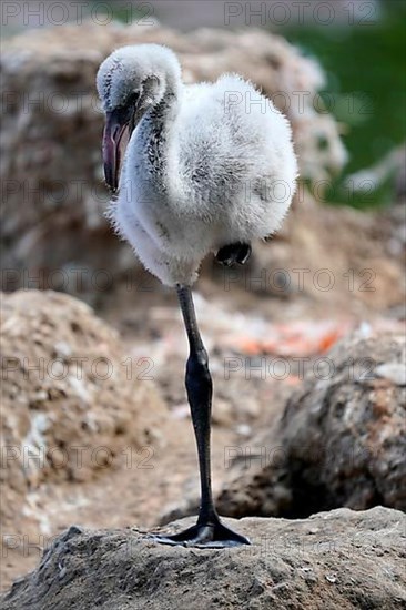 American flamingo,