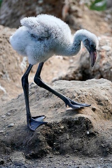 American flamingo,