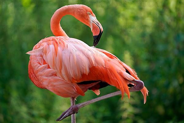 American flamingo,