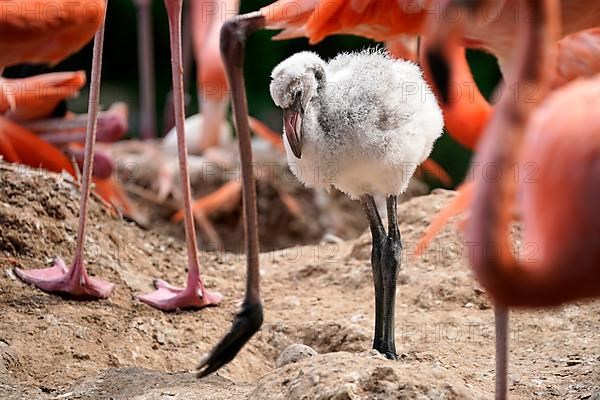 American flamingo,