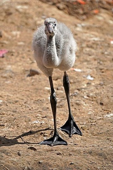 American flamingo,