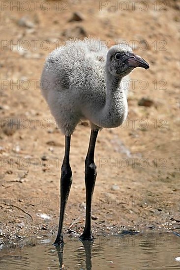 American flamingo,