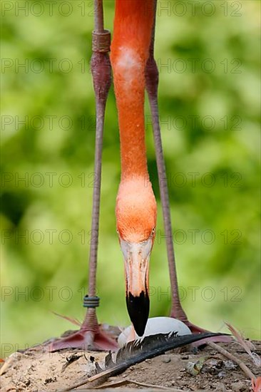 American flamingo,