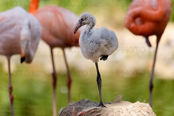 American flamingo,