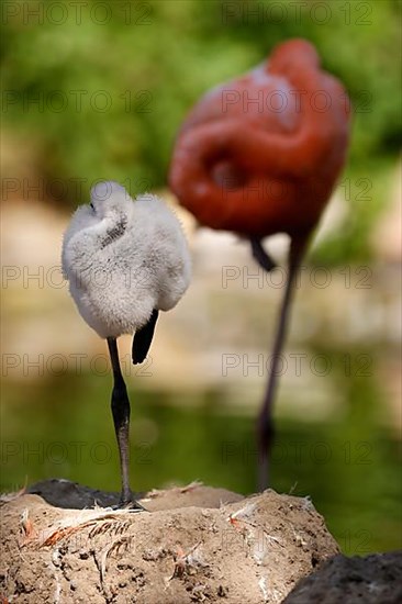 American flamingo,