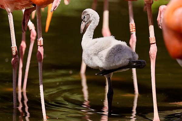 American flamingo,