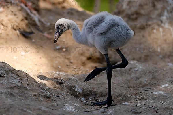 American flamingo,