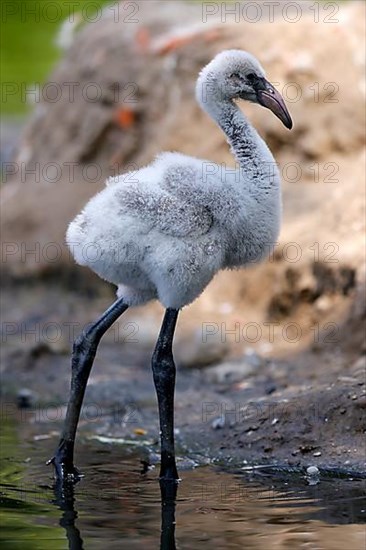 American flamingo,