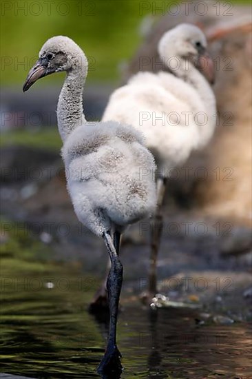 American flamingo,