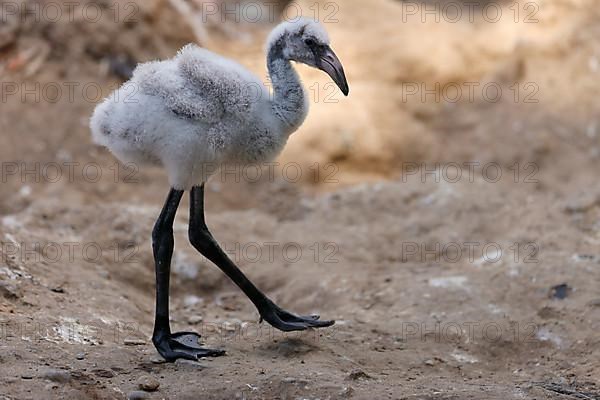 American flamingo,