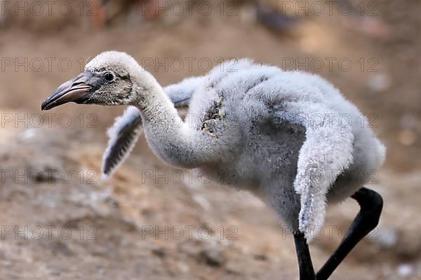 American flamingo,