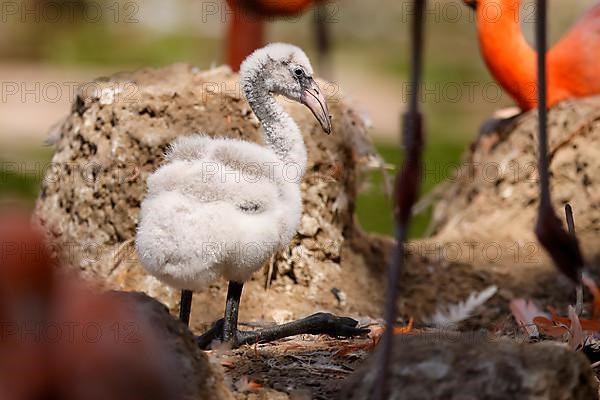 American flamingo,