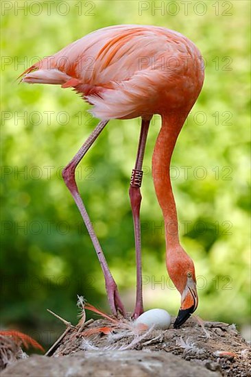 American flamingo,