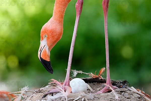 American flamingo,