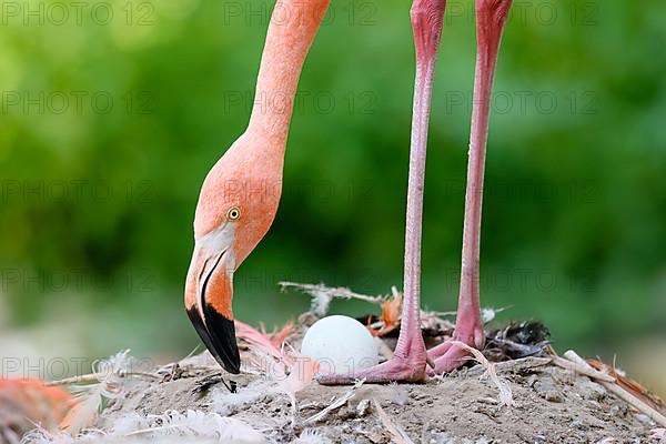 American flamingo,