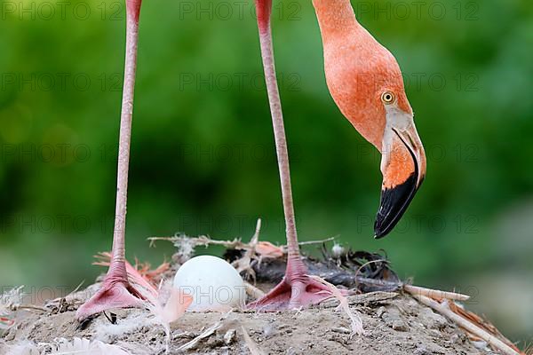 American flamingo,