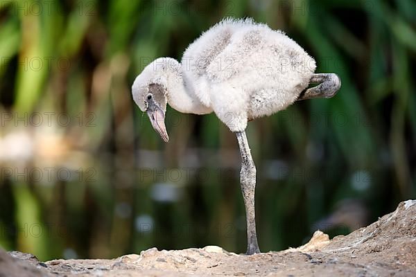 American flamingo,