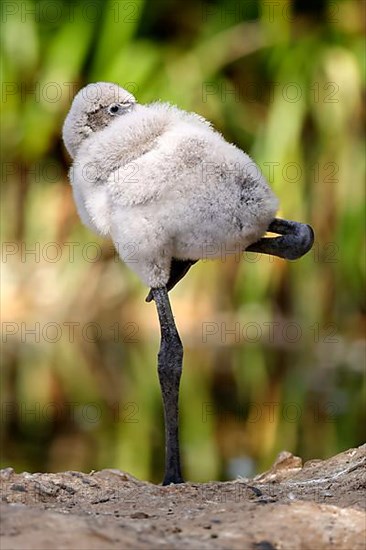 American flamingo,