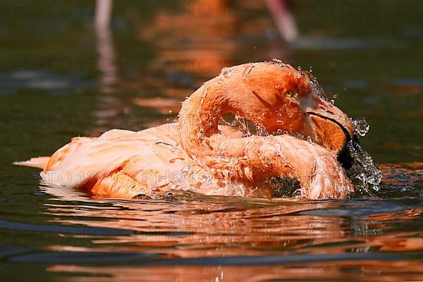 American flamingo,