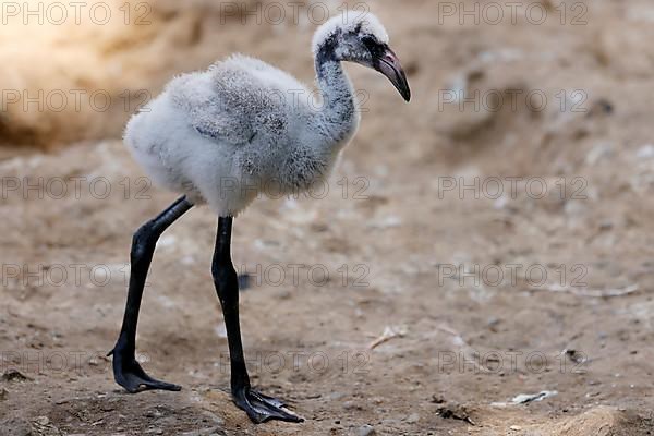 American flamingo,