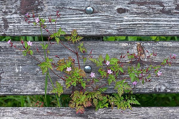 Ruprechtskraut, herb robert