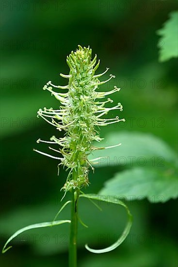 Withered spiked devil's claw,