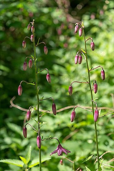 Buds and emerging flower of a martagon lily,