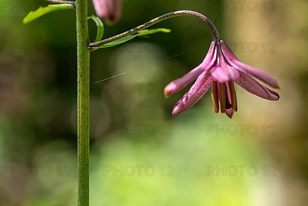 Emerging flower of a martagon lily,