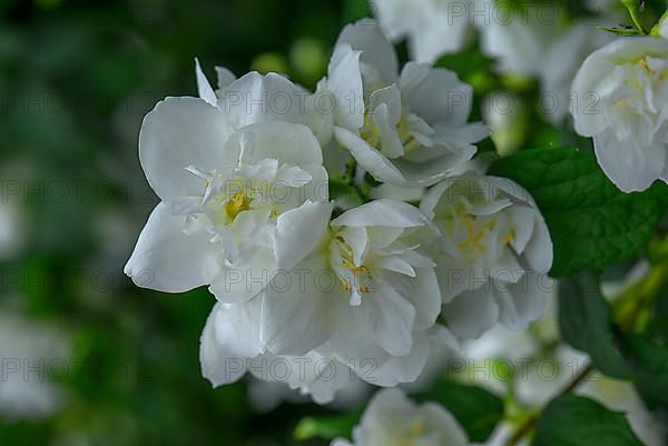 Flowers of a European pipe-bush, sweet mock-orange