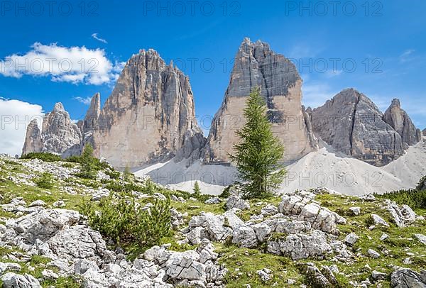 Scree field with individual conifers, Drei Zinnen mountain range in the background