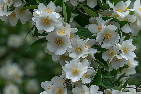 Flowers of a European pipe-bush, sweet mock-orange