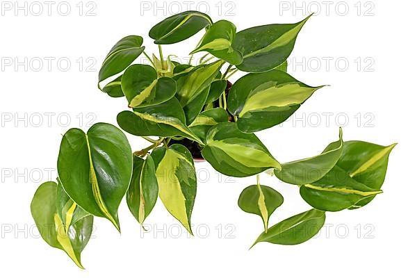 Top view of tropical Philodendron Hederaceum Scandens Brasil creeper house plant with yellow stripes isolated on white background,