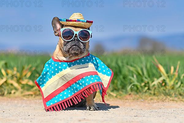 Funny French Bulldog dog dressed up with sunglasses, a colorful straw hat and poncho gown in front of blurry meadow in summer