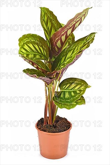Calathea Flamestar tropical house plant with beautiful striped pattern in flower pot isolated on white background,