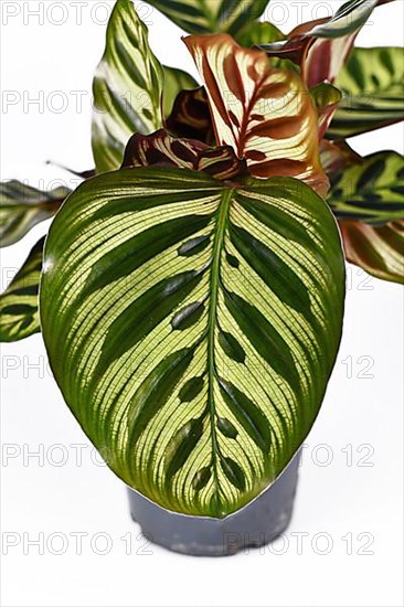 Detail of beautiful leaf of exotic Calathea Makoyana Prayer Plant with beautiful pattern,