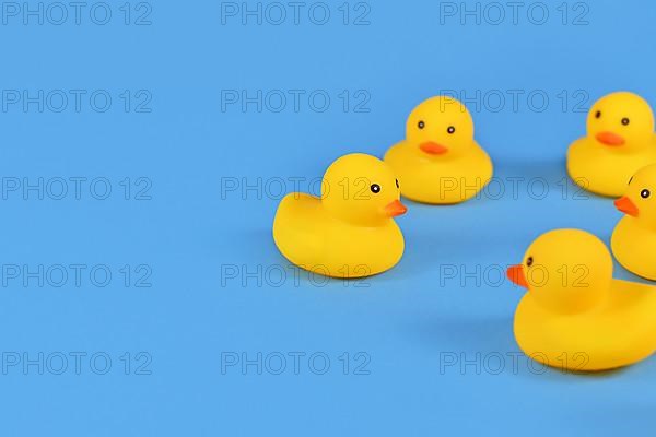 Yellow rubber ducks on blue background with copy space,