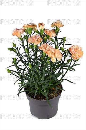 Orange 'Dianthus Caryophyllus' flowers in pot on white background,