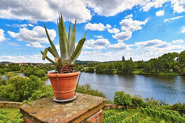 Aloe Vera plant standing at corner of Mediterranean garden belonging to replica of roman villa called Pompejanum with view on Main river in German city Aschaffenburg,