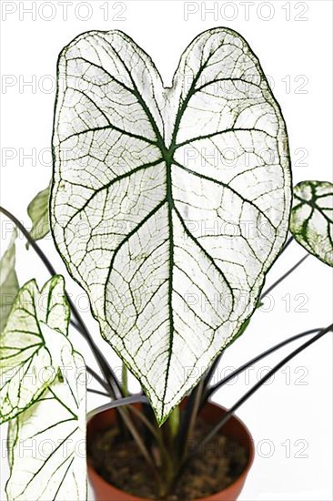 Leaf of tropical Caladium Candidum White Christmas houseplant or garden plant with white leaves and green veins,