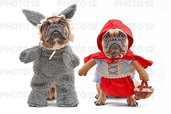 French Bulldogs dressed up as fairytale characters Little Red Riding Hood and bad wolf with full body dog Halloween costumes with fake arms isolated on white background,