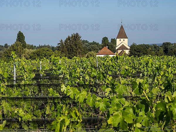 Vineyard and Catholic Parish Church of St. George, a late Carolingian and Ottonian church building in Oberzell on the island of Reichenau