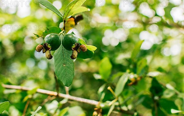 Fresh guavas hanging on a branch on a sunny day, A pair of small growing guavas hanging on a branch