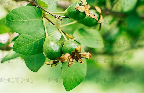 A pair of small growing guavas hanging on a branch, new guava harvest concept