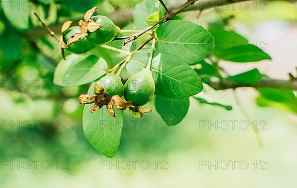 Concept beginning of guava harvest. Fresh guavas hanging on a branch on a sunny day, A couple of small growing guavas hanging on a branch