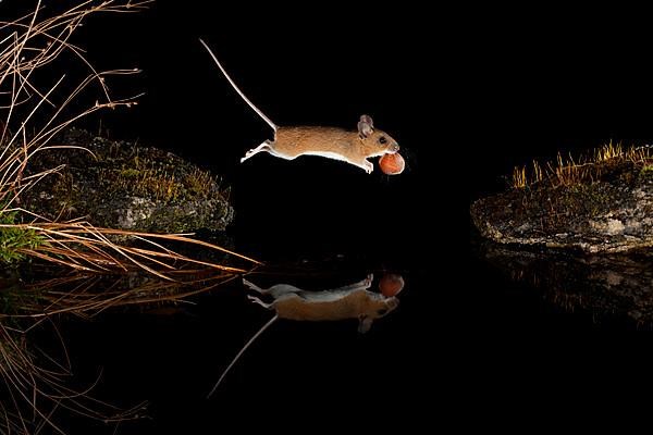 Yellow-necked mouse,