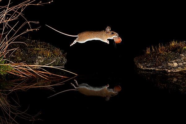 Yellow-necked mouse,