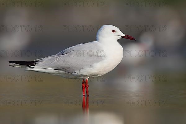 Audouin's gull,